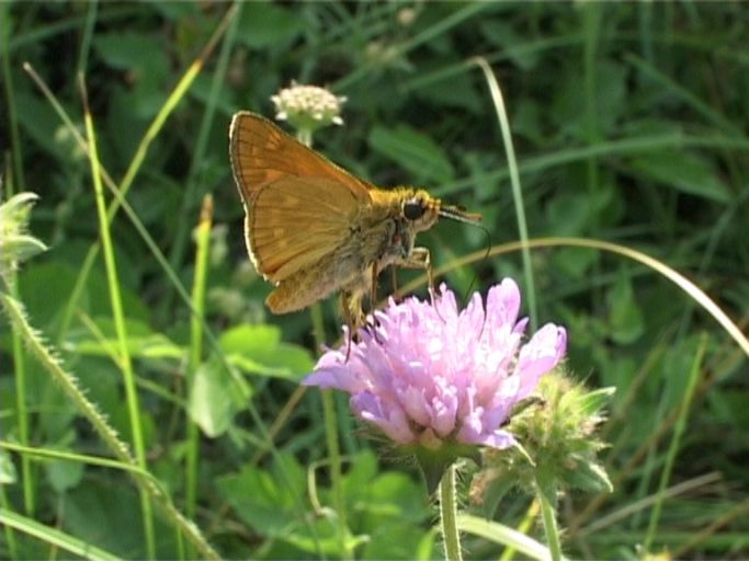 Rostfarbiger Dickkopffalter ( Ochlodes sylvanus ) : Am Niederrhein, Biotop, 11.07.2006